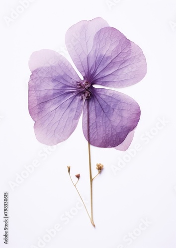Real Pressed a single purple hydrangea flower blossom petal.