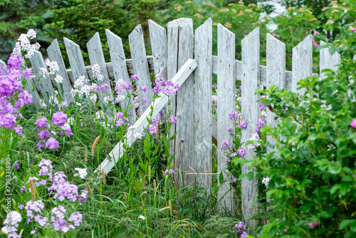 Dame's violet or Hesperis Matronalis flowering plants in white and purple shades growing against an old white wooden picket fence. The garden has lush green shrubs and weeds growing on both sides.