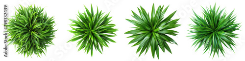 Setaria palmifolia (Palm Grass) Jungle Botanical Grass Top View   Hyperrealistic Highly Detailed Isolated On Transparent Background Png File photo