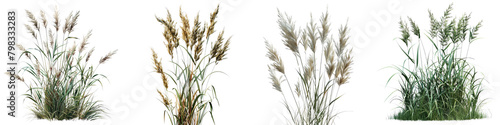 River Oats Jungle Botanical Grass Hyperrealistic Highly Detailed Isolated On Transparent Background Png File