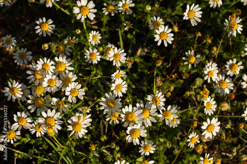 White daisies in the countryside in spring. White daisies in the countryside in spring.