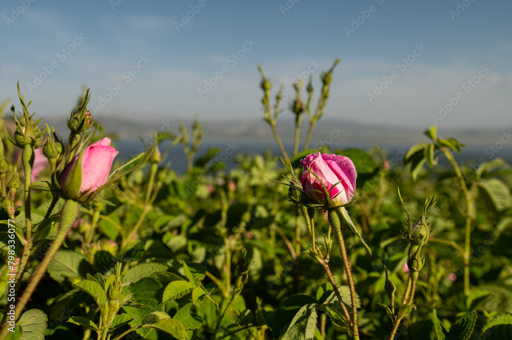 The pink roses in the rosefields at famous city that is Isparta is a famous city in Turkey.