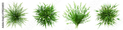 Panicum virgatum (Switchgrass) Jungle Botanical Grass Top View Hyperrealistic Highly Detailed Isolated On Transparent Background Png File
