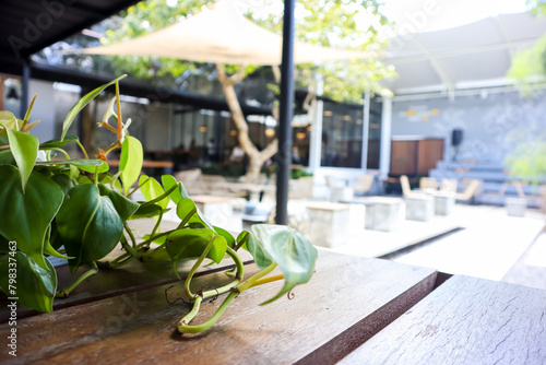 Close up view of green plant on the dining table in the terrace, restaurant decoration, nature concept