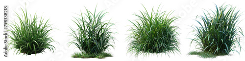 Ophiopogon japonicus (Mondo Grass) Jungle Botanical Grass  Hyperrealistic Highly Detailed Isolated On Transparent Background Png File photo