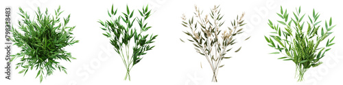 Northern Sea Oats Jungle Botanical Grass Top View Hyperrealistic Highly Detailed Isolated On Transparent Background Png File