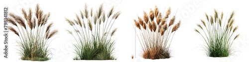 Mexican Feather Grass Jungle Botanical Grass   Hyperrealistic Highly Detailed Isolated On Transparent Background Png File photo