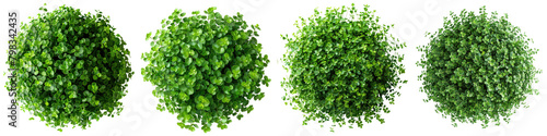 Maidenhair Grass Jungle Botanical Grass Top View  Hyperrealistic Highly Detailed Isolated On Transparent Background Png File photo