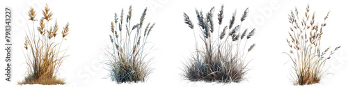 Little Bluestem Jungle Botanical Grass  Hyperrealistic Highly Detailed Isolated On Transparent Background Png File photo