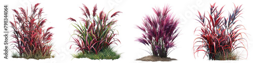 Japanese Blood Grass Jungle Botanical Grass Hyperrealistic Highly Detailed Isolated On Transparent Background Png File photo