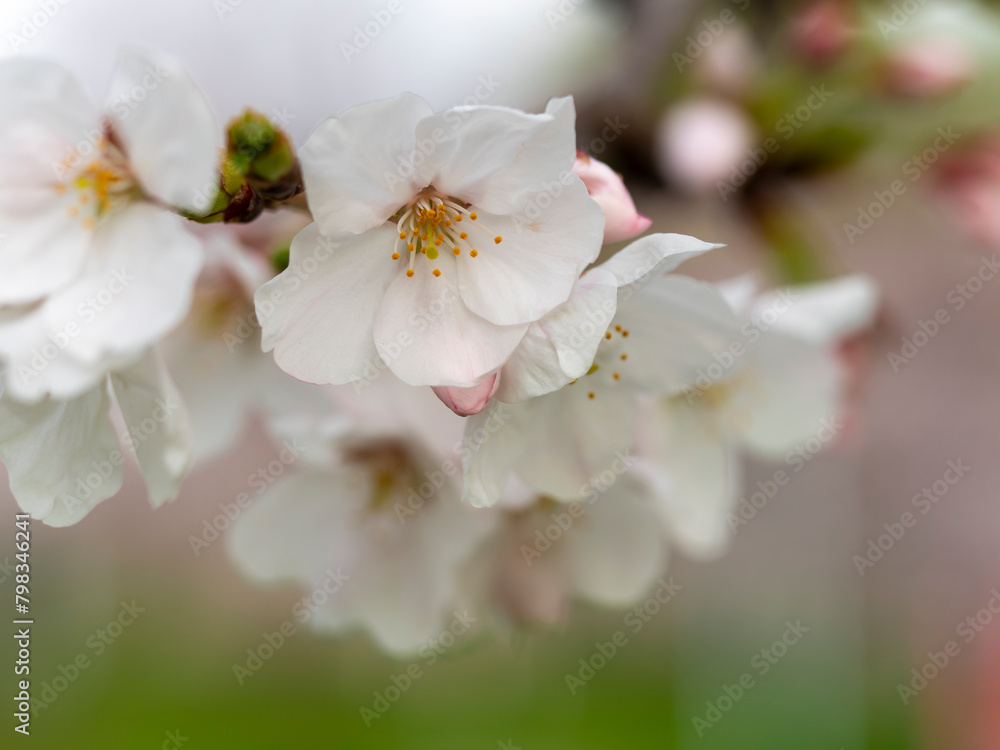 桜の花のクローズアップ