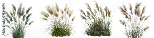 Giant Chinese Silver Grass Jungle Botanical Grass Hyperrealistic Highly Detailed Isolated On Transparent Background Png File