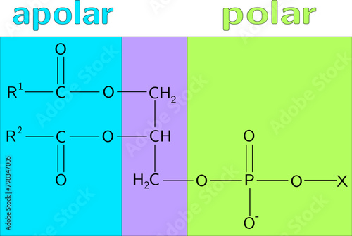 General structure of Phosphoglycerides .Vector illustration

