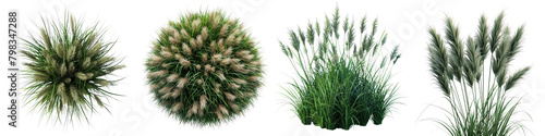 Fountain Grass Jungle Botanical Grass Top View Hyperrealistic Highly Detailed Isolated On Transparent Background Png File