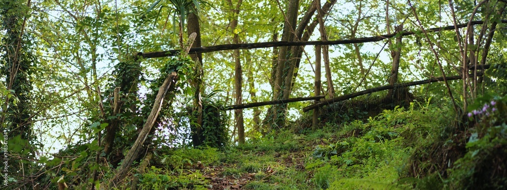 Naklejka premium Sentiero nel bosco