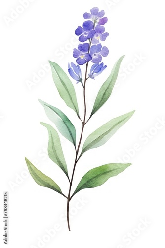 Cute watercolor illustration of a Veronica flower lavender blossom plant.