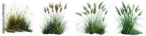 Fakahatchee Grass Jungle Botanical Grass Hyperrealistic Highly Detailed Isolated On Transparent Background Png File photo
