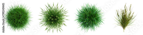 Deschampsia cespitosa (Tufted Hair Grass) Jungle Botanical Grass Top View Drone Shoot  Hyperrealistic Highly Detailed Isolated On Transparent Background Png File photo
