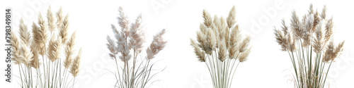 Cortaderia selloana (White Pampas Grass) Jungle Botanical Grass  Hyperrealistic Highly Detailed Isolated On Transparent Background Png File photo