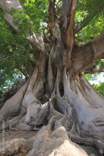 roots of a tree