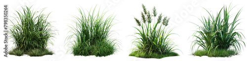 Carex morrowii (Japanese Sedge) Jungle Botanical Grass Hyperrealistic Highly Detailed Isolated On Transparent Background Png File