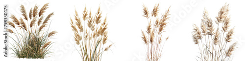 Calamagrostis acutiflora (Feather Reed Grass) Jungle Botanical Grass Hyperrealistic Highly Detailed Isolated On Transparent Background Png File