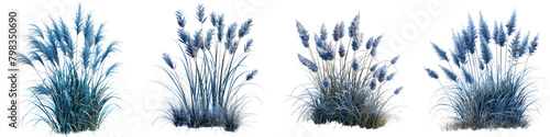 Blue Grama Grass Jungle Botanical Grass Hyperrealistic Highly Detailed Isolated On Transparent Background Png File