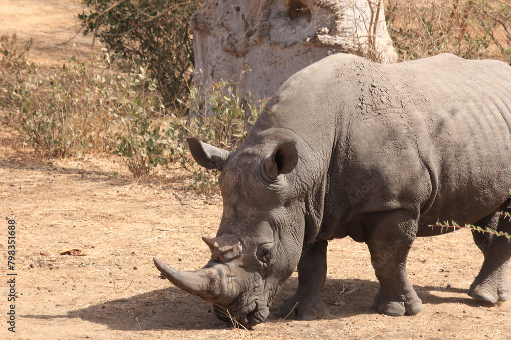 Obraz premium rhino in the wild