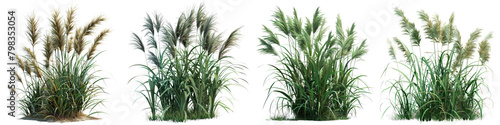 Arundo donax (Giant Reed) Jungle Botanical Grass Hyperrealistic Highly Detailed Isolated On Transparent Background Png File