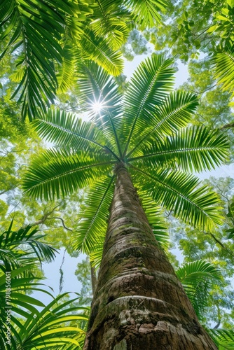 A tropical tree vegetation outdoors tropics.