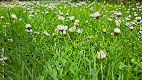 Daisies with white petals and yellow center in a green meadow