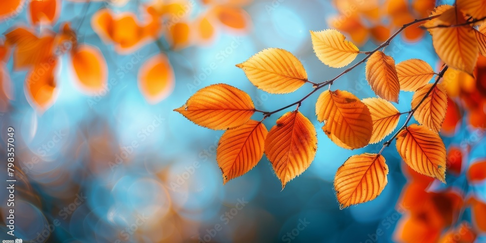 close up of twig autumn background close up of twig autumn background