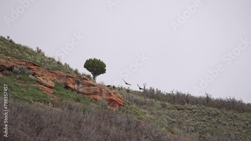 Turkey Vultures flying through the sky over ridge landing on rocks at the top of a hill. photo