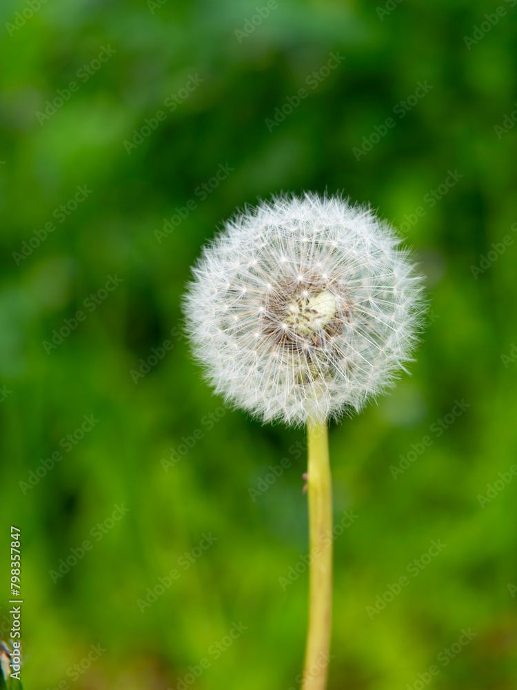 Fototapeta premium タンポポの綿毛のクローズアップ