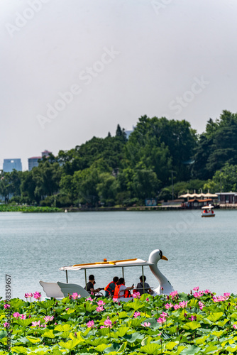 Photography The Natural Landscape of Lake Lotus in Xuanwu Lake Park in Nanjing, Jiangsu Prov