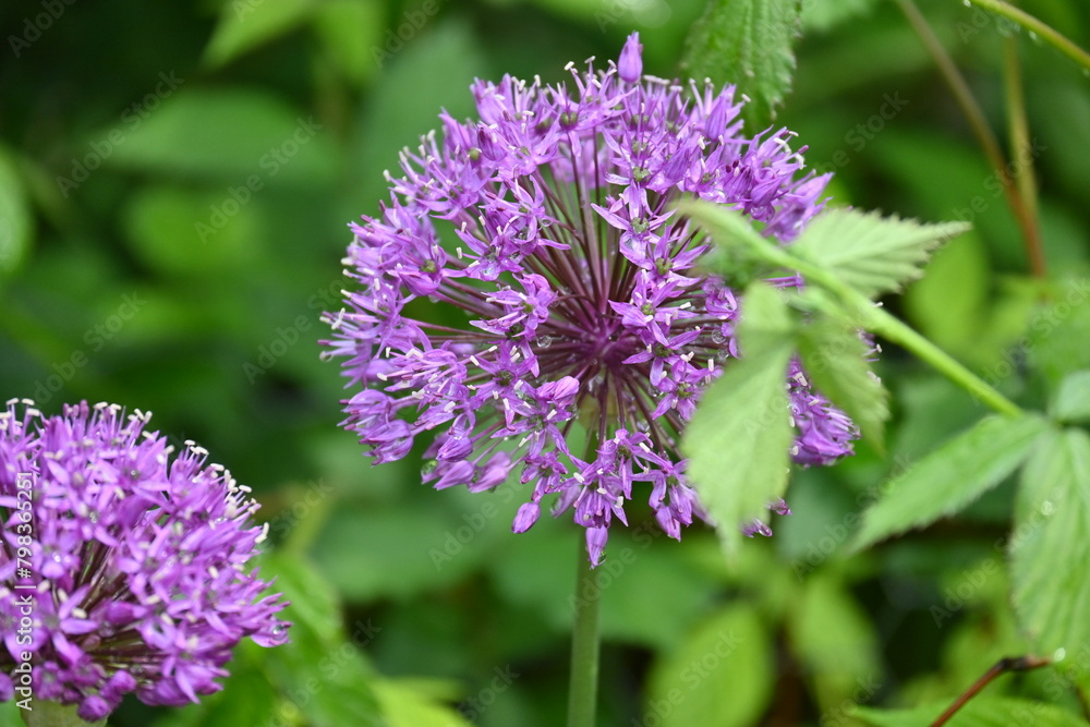 close up of a Allium flower close up of a Allium flower