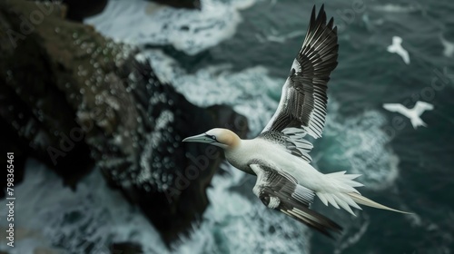Explore the aerial elegance of a Northern gannet in flight, carrying nesting materials photo