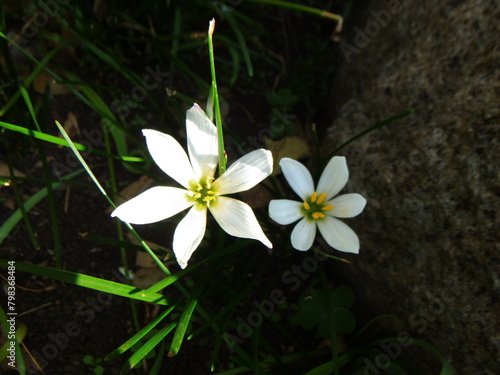 接写した白いタマスダレの花