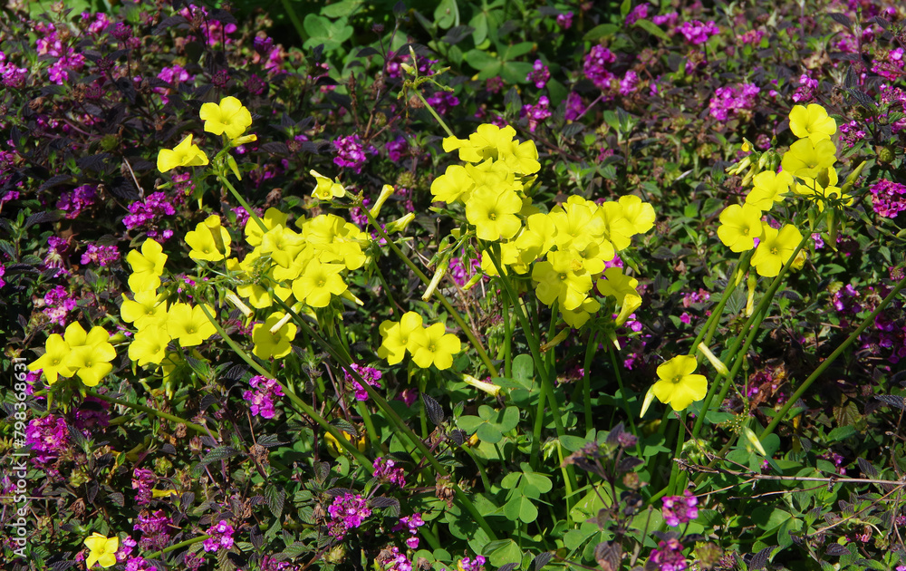 Yellow springtime wildflowers in California Yellow springtime wildflowers in California