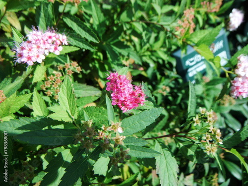 シモツケの花の接写