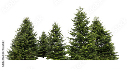 Beautiful green fir trees isolated on white photo