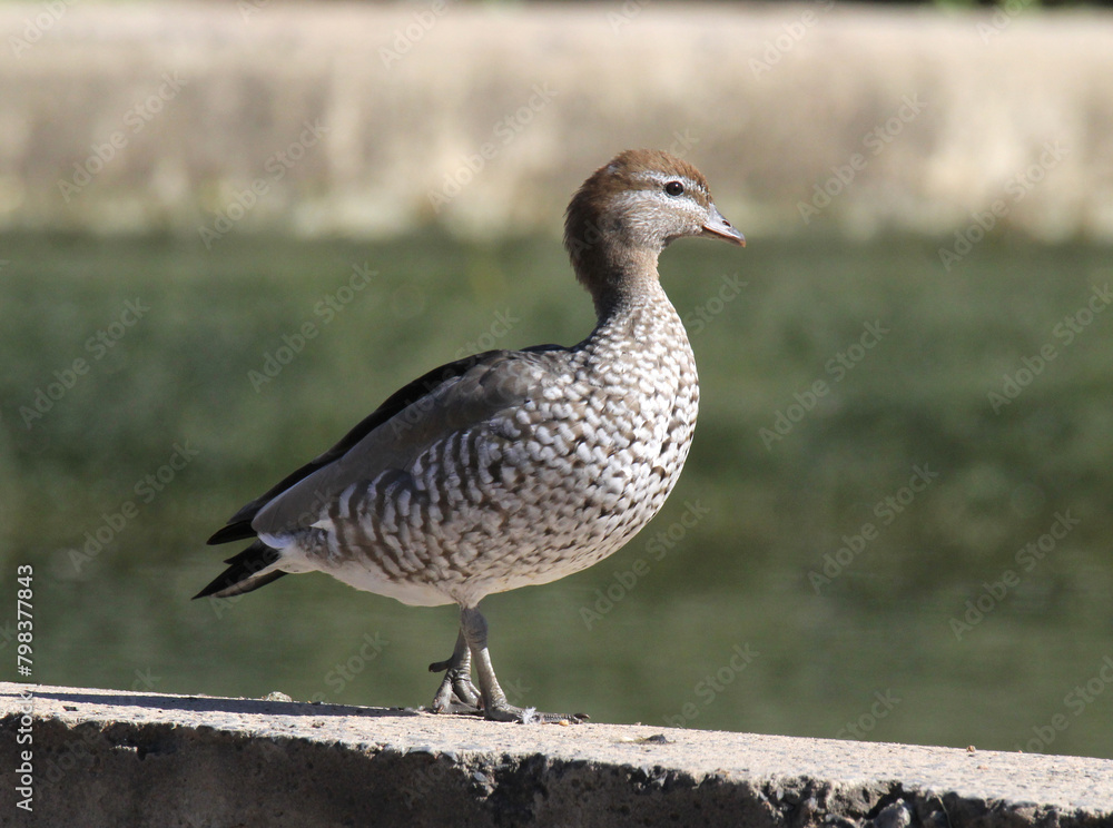 Australian wood duck bird standing on a concrete wall Australian wood duck bird standing on a concrete wall