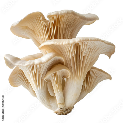  A single, fresh oyster mushroom with intricate gill details, transparent background, PNG Cutout