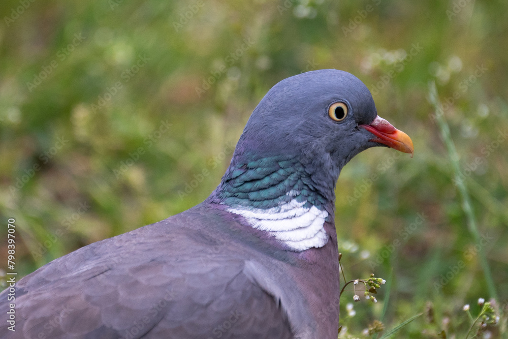 close up of a pigeon close up of a pigeon