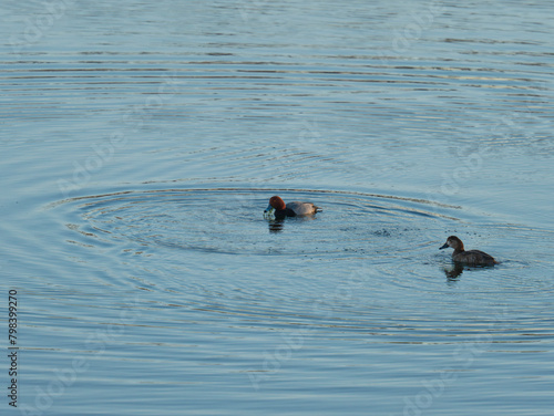 Redhead Duck