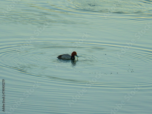 Redhead Duck