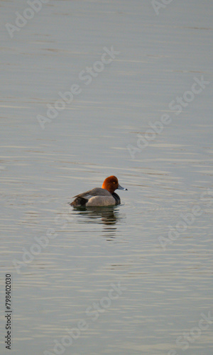 Redhead Duck