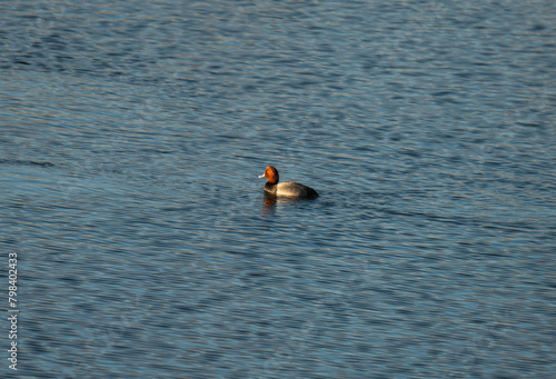 Redhead Duck