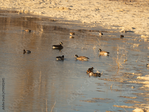 Flock of ducks and geese