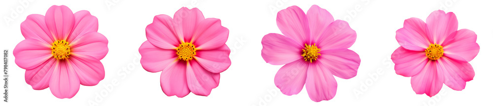 bright pink flower Primula. white isolated background with clipping path. Closeup. no shadows. yellow center. Nature. bright pink flower Primula. white isolated background with clipping path. Closeup. no shadows. yellow center. Nature.